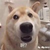 Qee